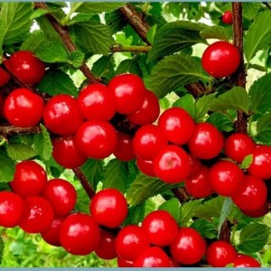 Вишня войлочная Восторг